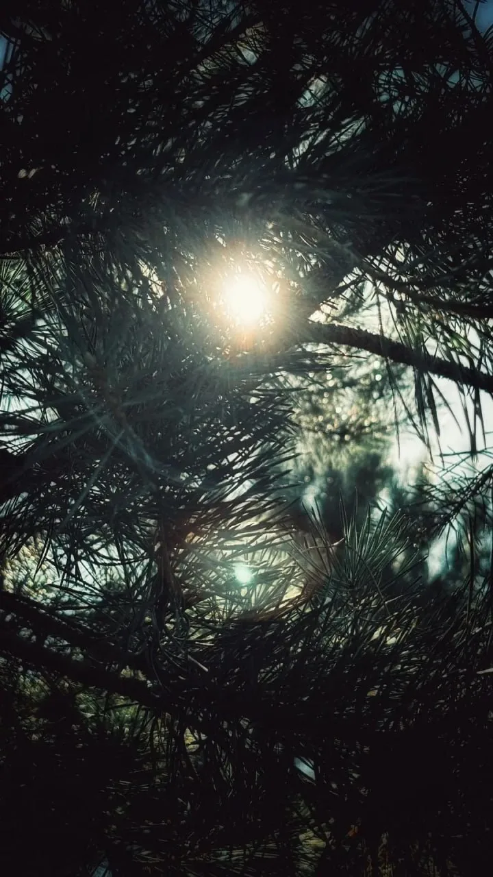 Лесное умиротворение 🌲

Начинам день со свежей виртуальной прогулки. 

📸: Дарья Хамандикова