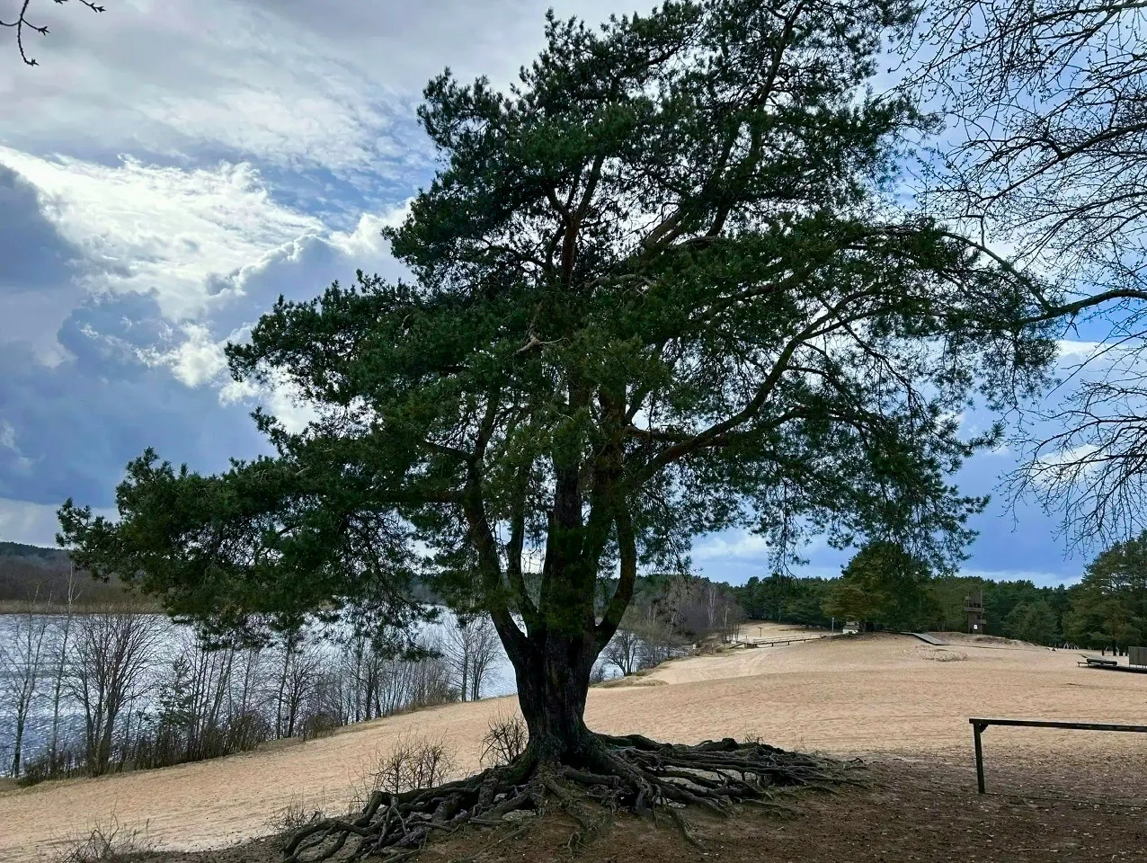 🌳 «Танечкина сосна» в одном шаге от победы! 
 
🌳До завершения конкурса «Российское дерево года» ос