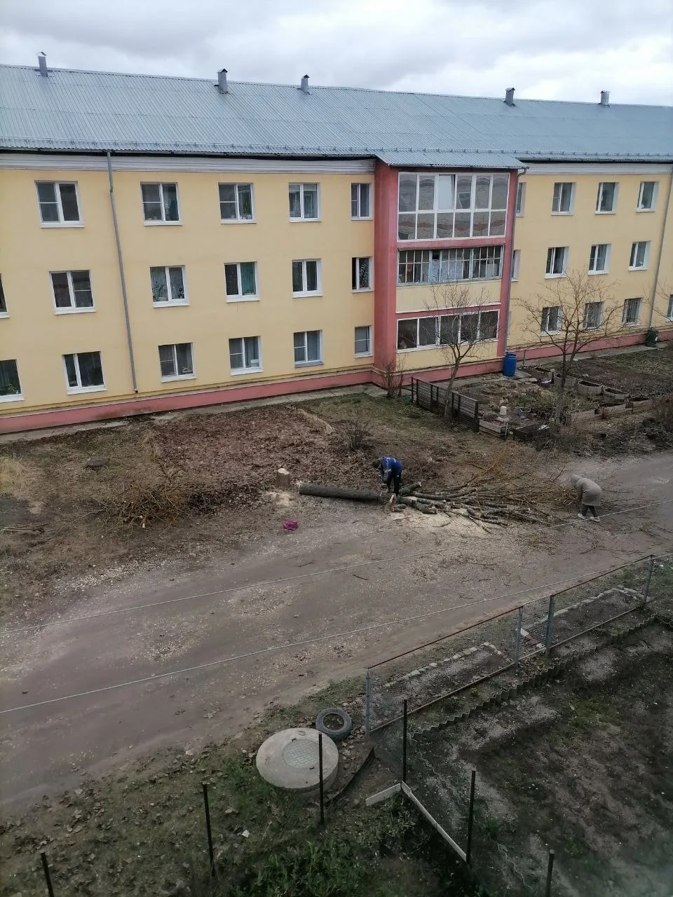 От читателя:  Кому то клен помешал....