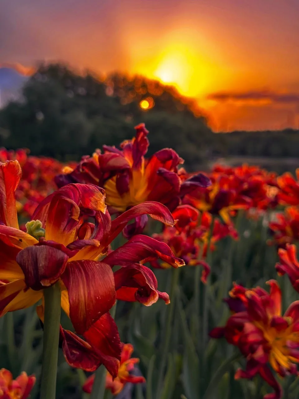 Закат на Алтуфьевском пруду 🌅

Провожаем выходные красиво!