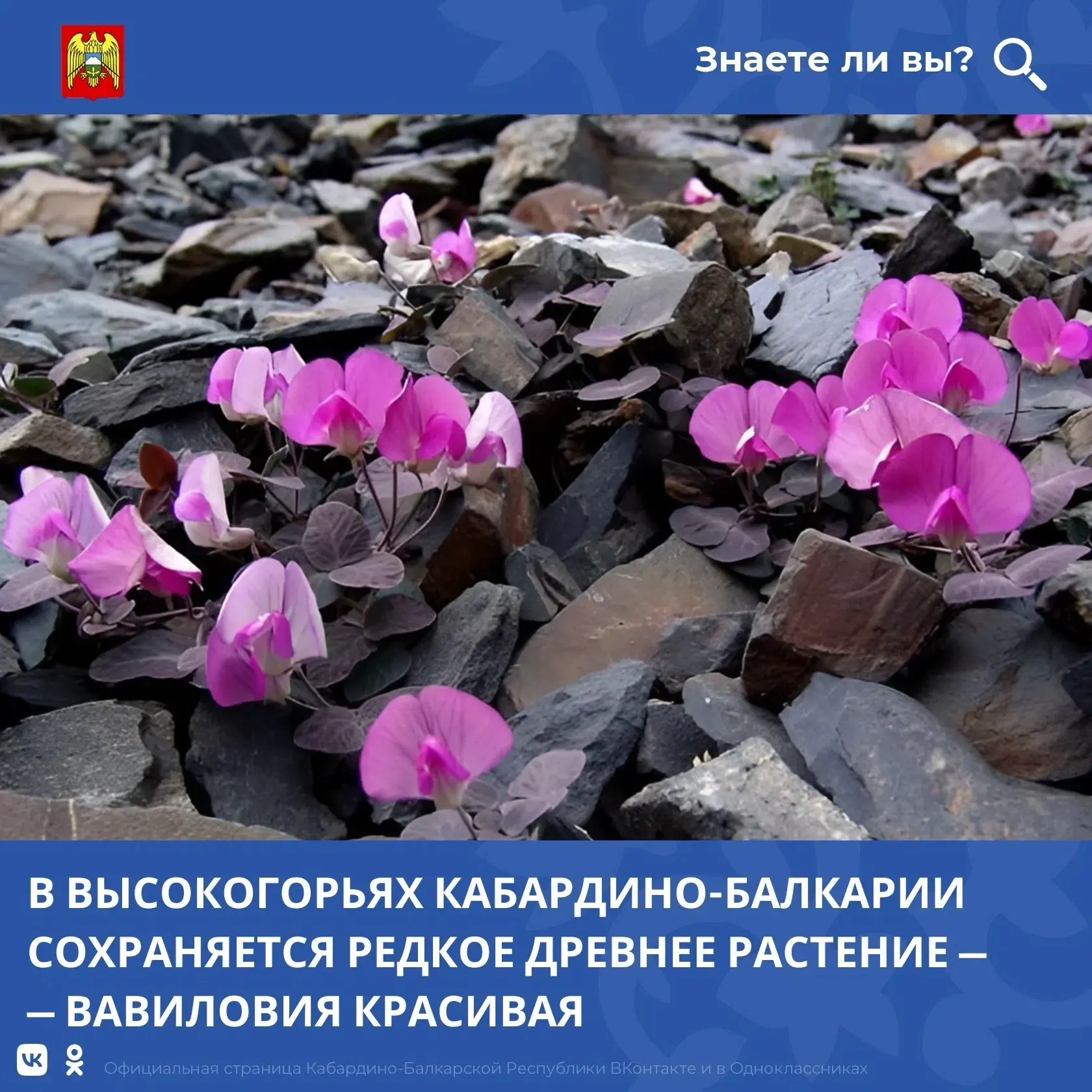 В Кабардино-Балкарской Республике сохраняется уникальный представитель флоры — вавилови...