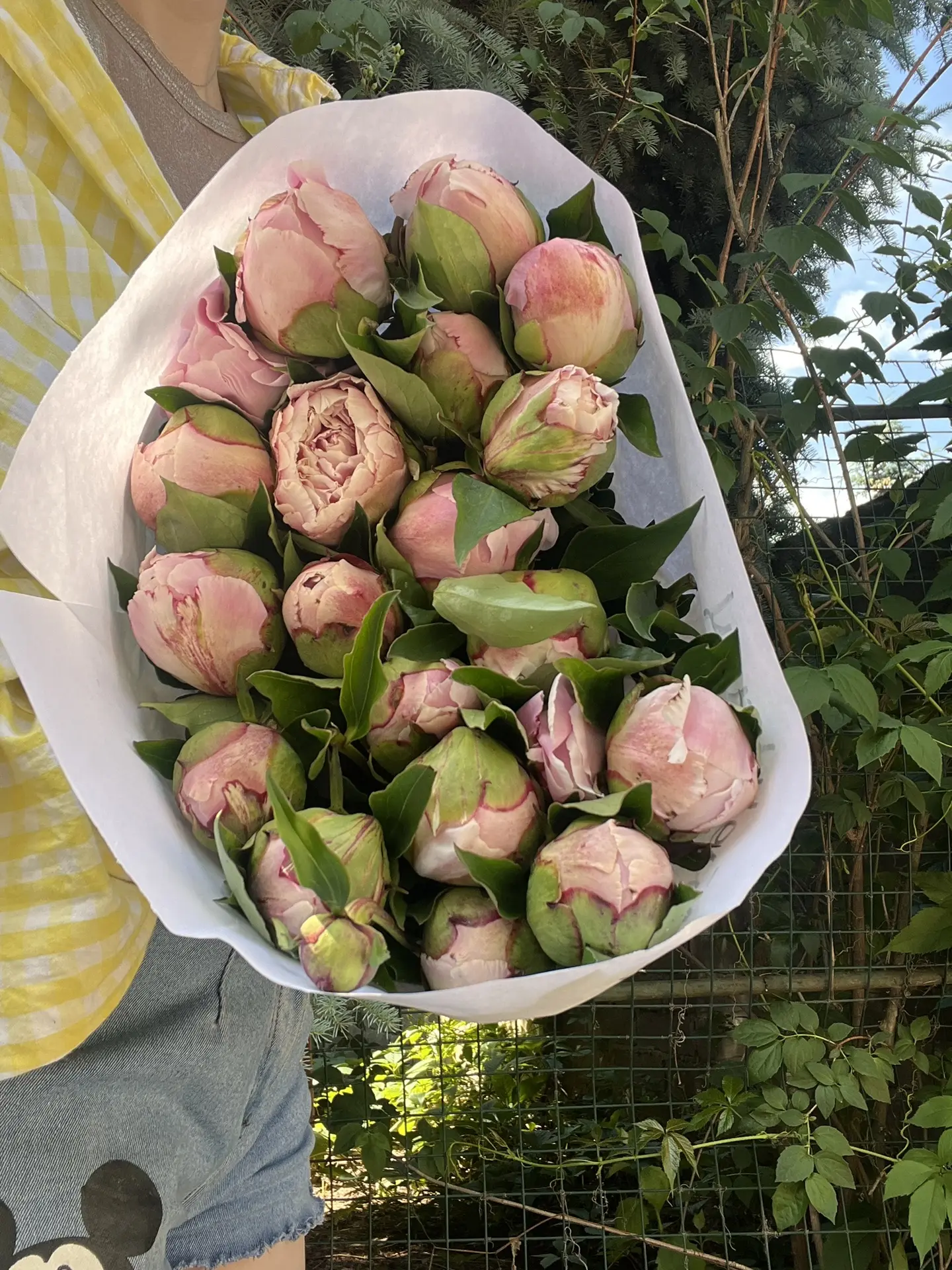🌸 Ник Шейлер (Nick Shaylor) — один из самых эффектных и популярных пионов в мире!
💞💞💞💞
Крупные 
