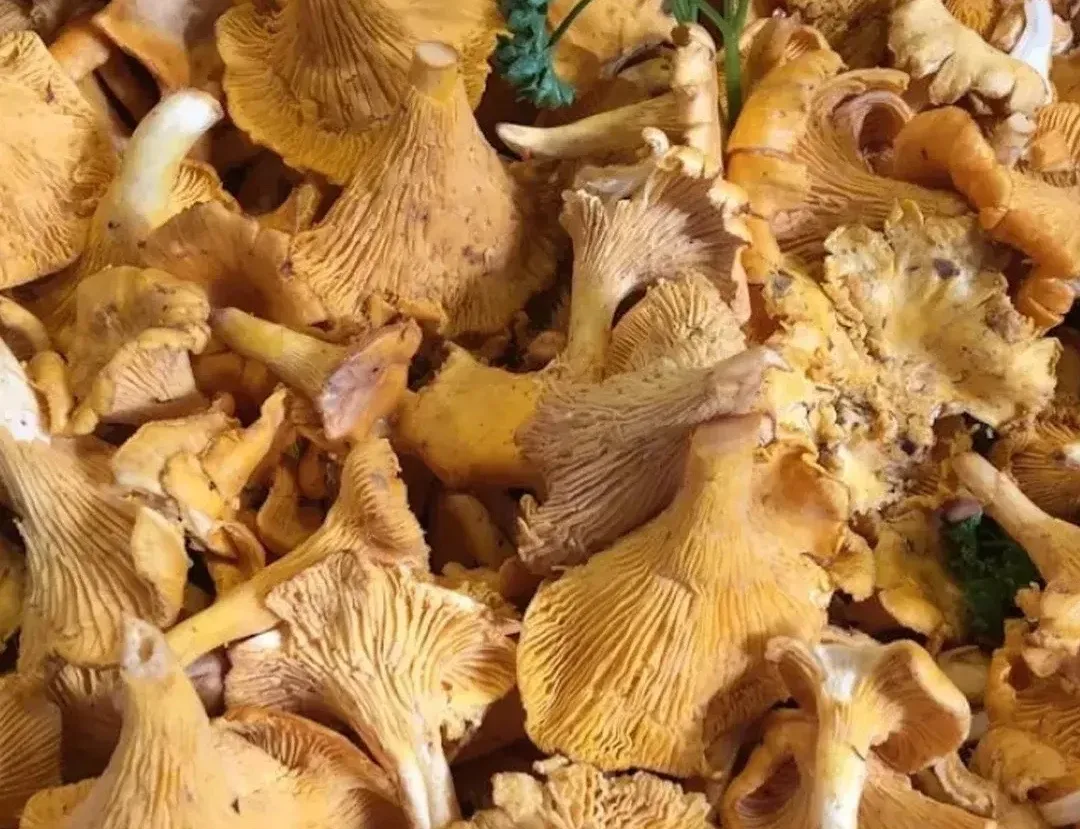 🍄‍🟫Алтайские грибники раскрыли, когда в лесах появятся маслята и лисички

Грибники начинают встреч