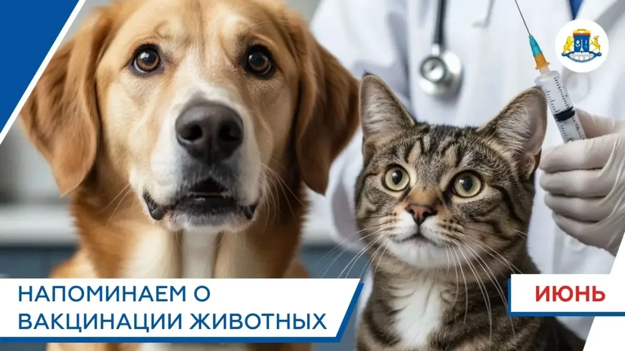 В Алексеевском развернется мобильный пункт вакцинации домашних животных от бешенства