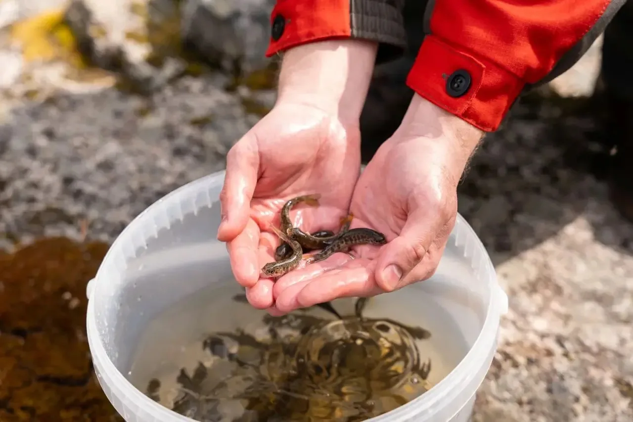 🐟Энергетики Кольской ВЭС выпустили в Колвицкое озеро около 2000 молоди семейства лососевых

На юго-