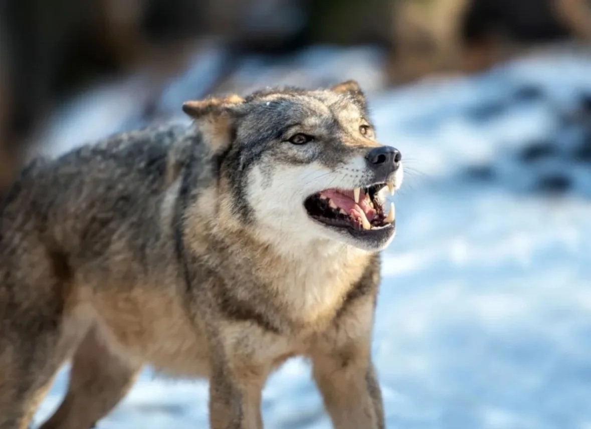 В Тюменской области до 29 октября планируют отстрелить восемь волков🐺