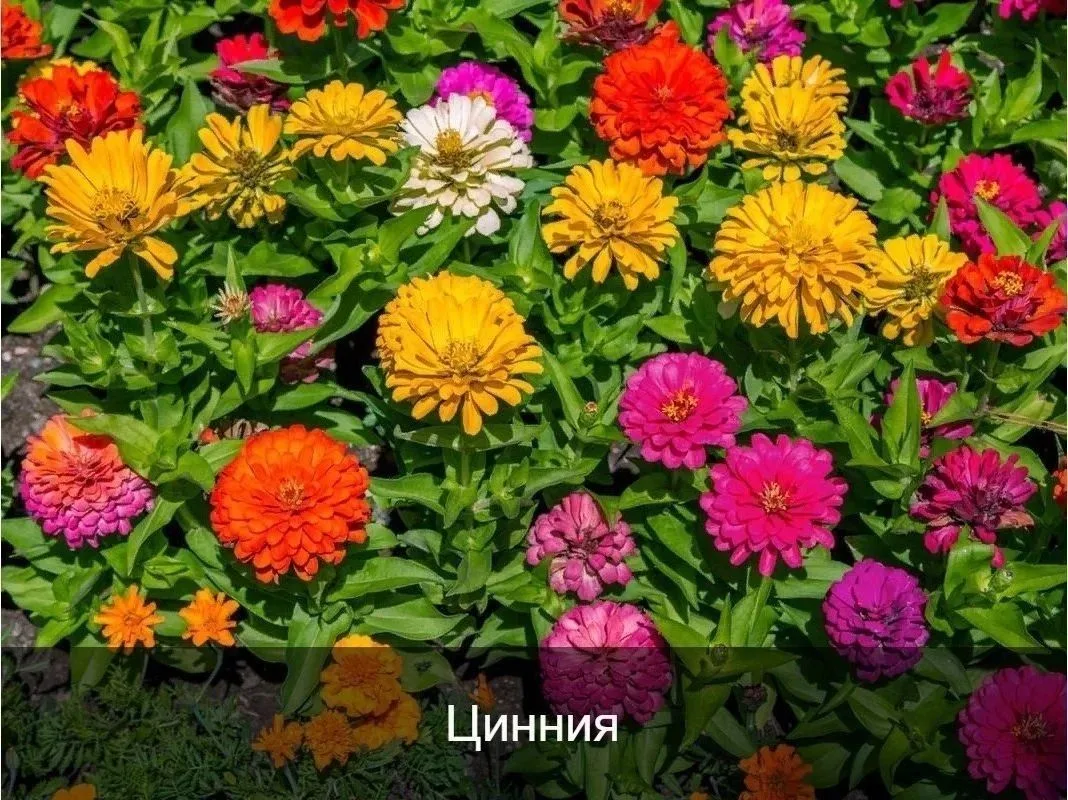 10 pacтeний, кoтopыe цвeтyт вce лeтo, дo caмых мopoзoв