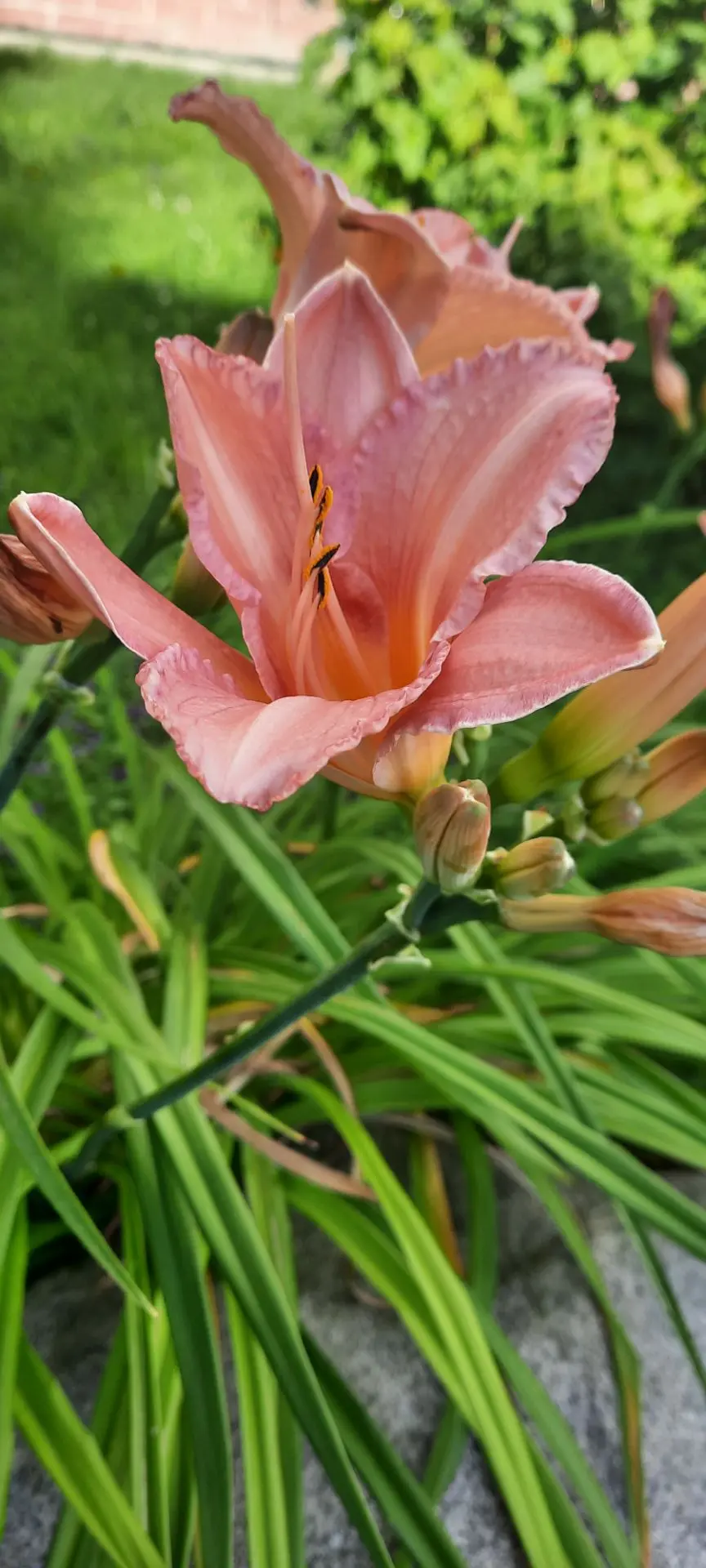 Пятница. Цветы. Возвращение к себе 🌸