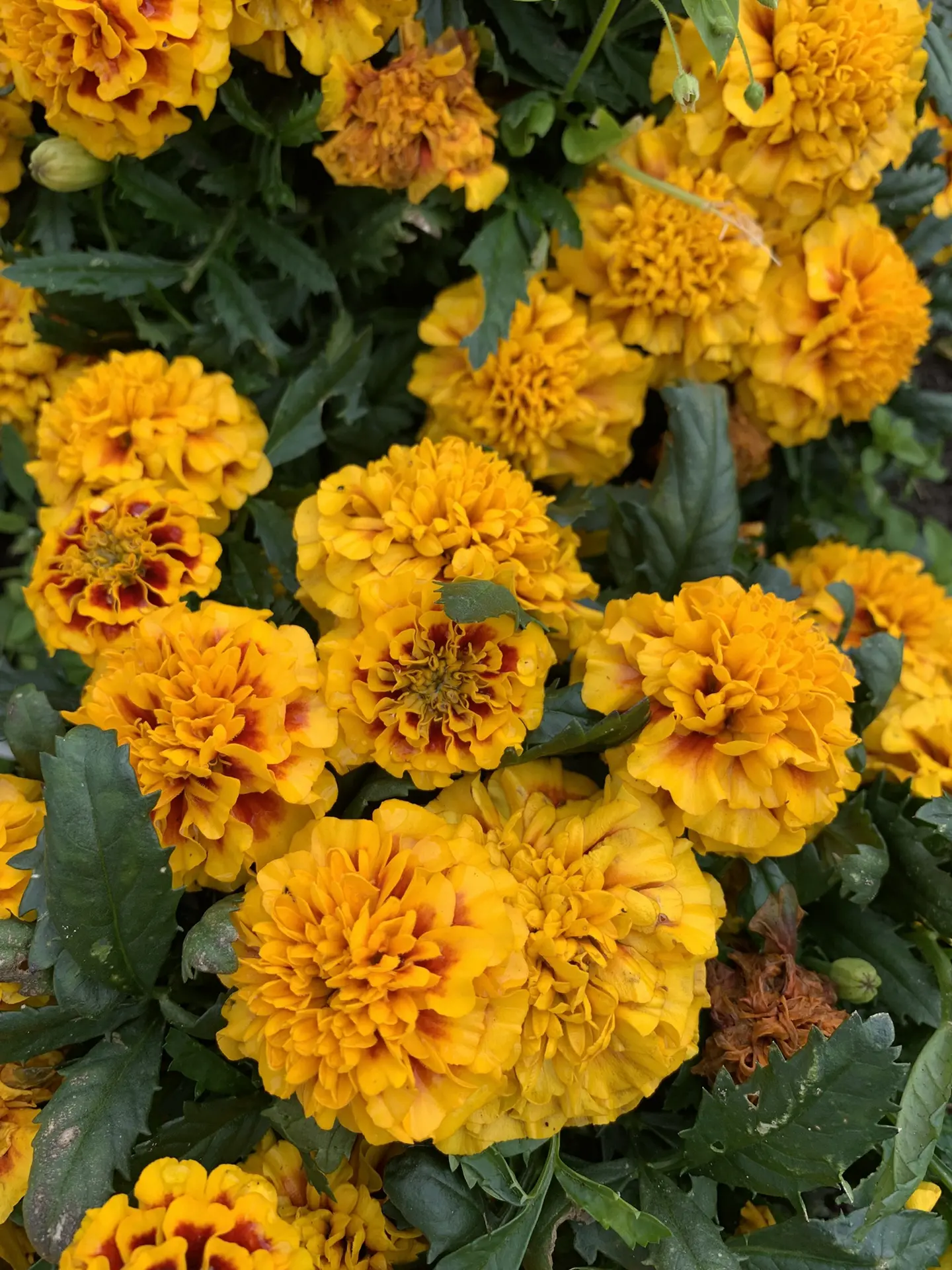Доброе утро🌸