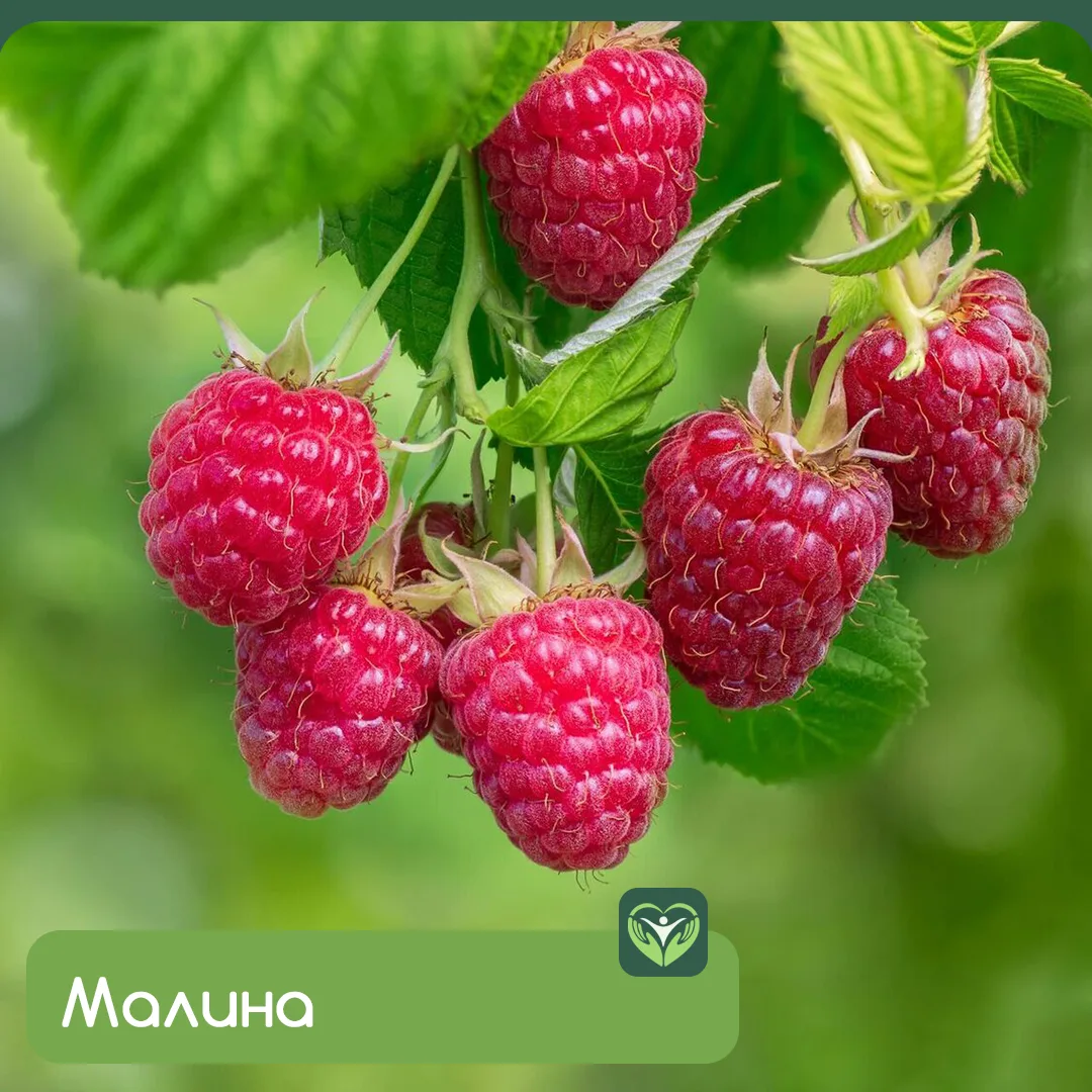 Малина может помочь при жировой болезни печени