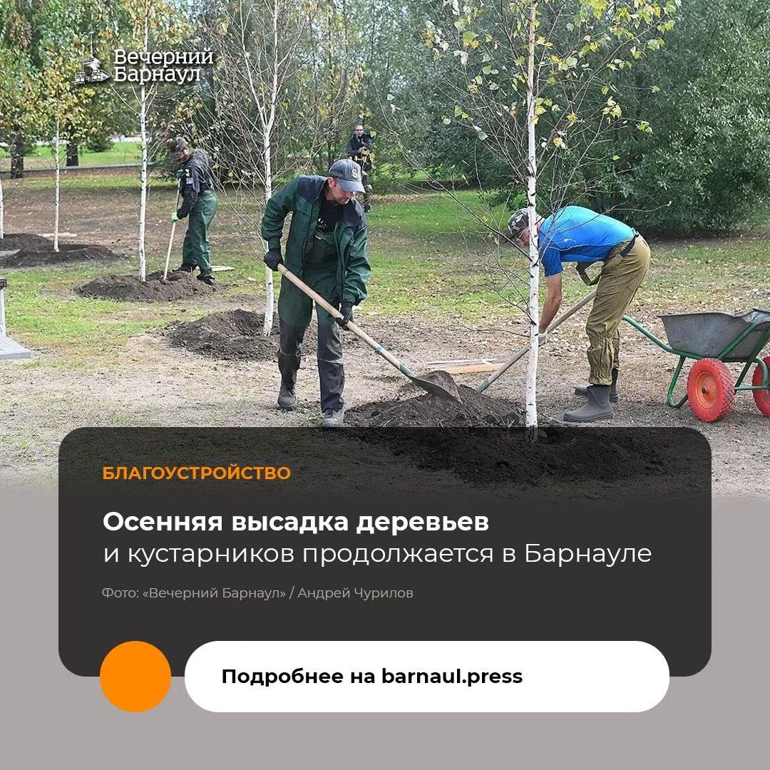 В Барнауле 15 сентября началась осенняя кампания по высадке зелёных насаждений.
