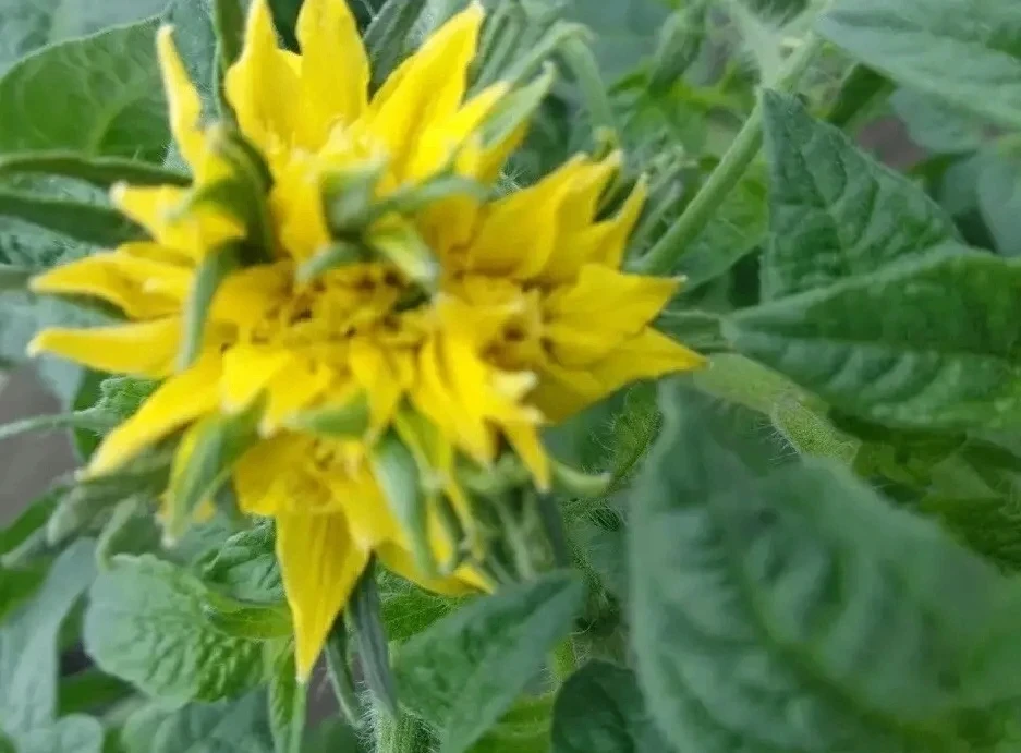 Махровые цветы на томатах
