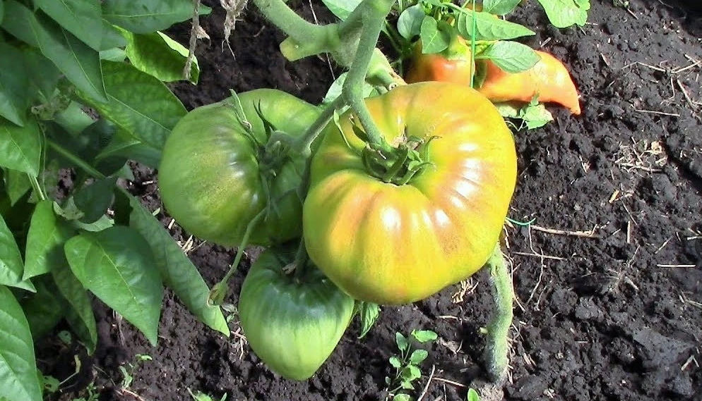 🍅 Тамбовским дачникам рассказали, как ускорить созревание томатов