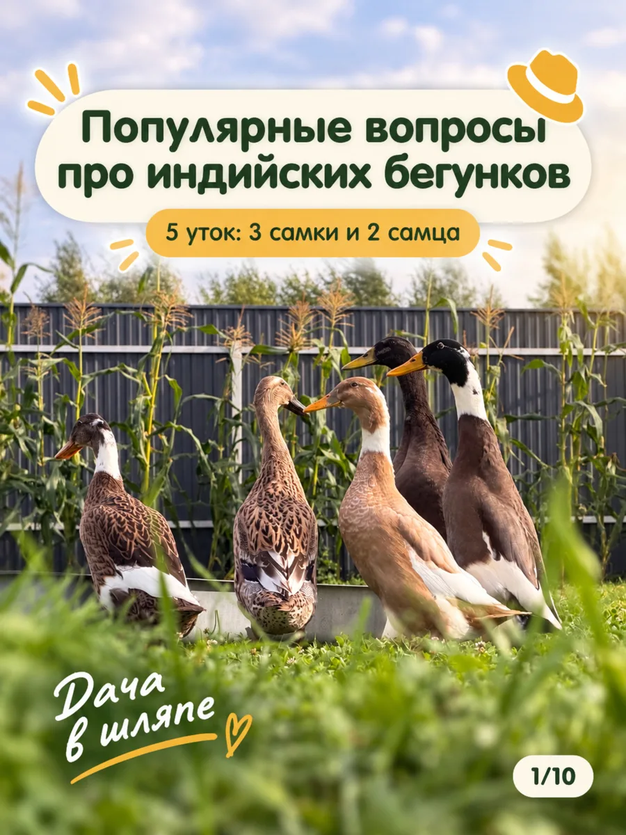 Никогда не заводите индийских бегунков ради борьбы со слизнями.