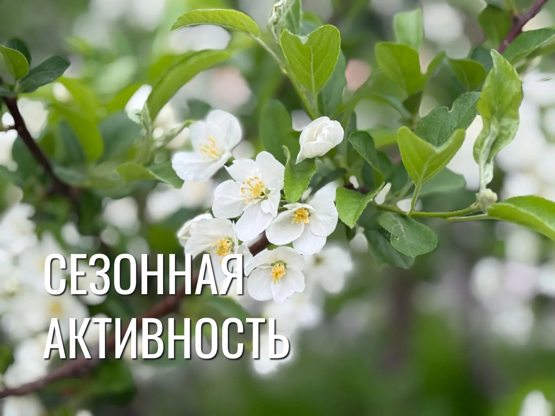 ☘️Сегодня за окном настоящая весна: цветут сады, поют птицы, солнце наконец-то греет по-настоящему. 