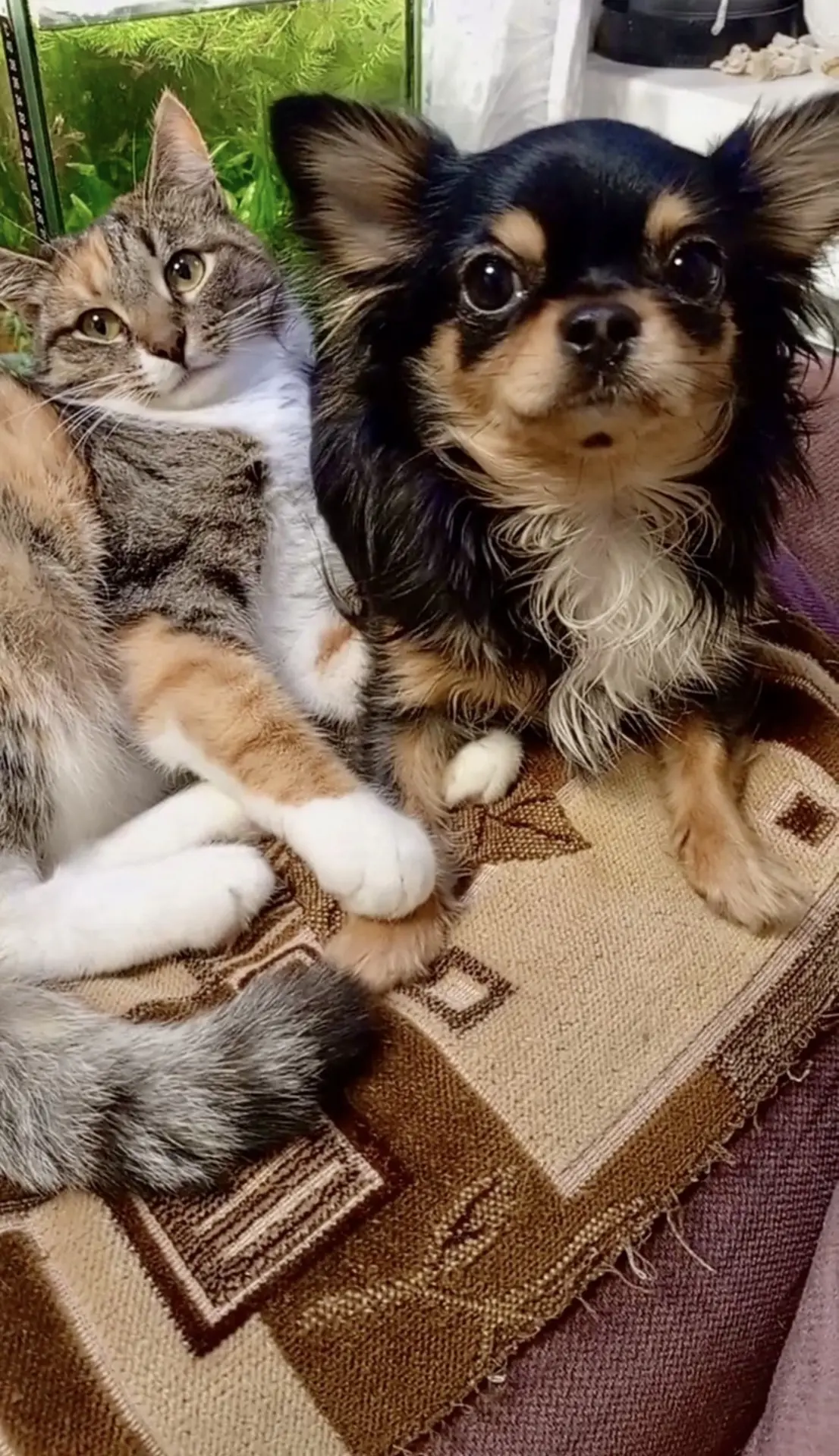 🐾🤗😼