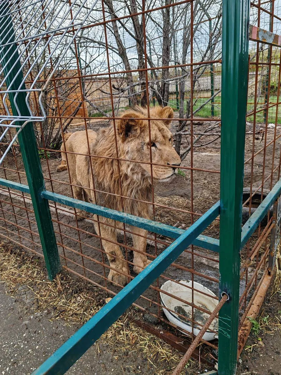 Инспекторы Росприроднадзора навестили львов изъятых из частного зоопарка в Дагестане    🦁Сотрудники 