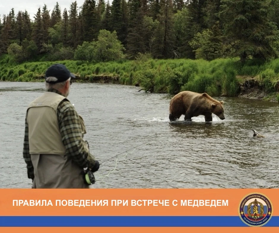 Правила поведения при встрече с медведем