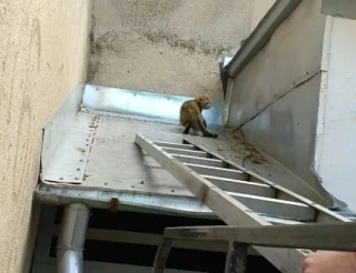 Кошачий патруль: воронежские спасатели за один день помогли котёнку, собаке и кошке

«Наша задача — 