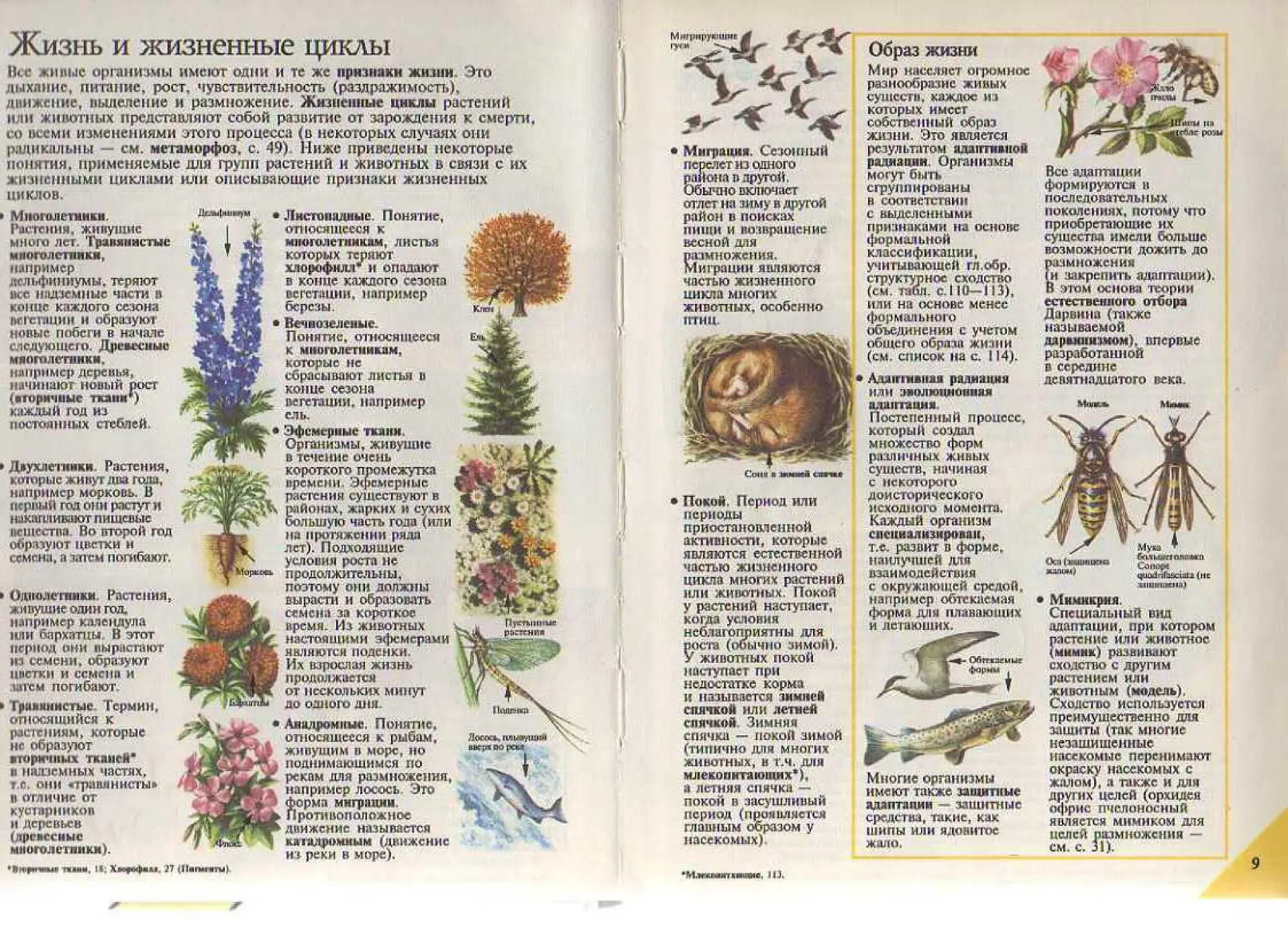 Жизнь и жизненные циклы