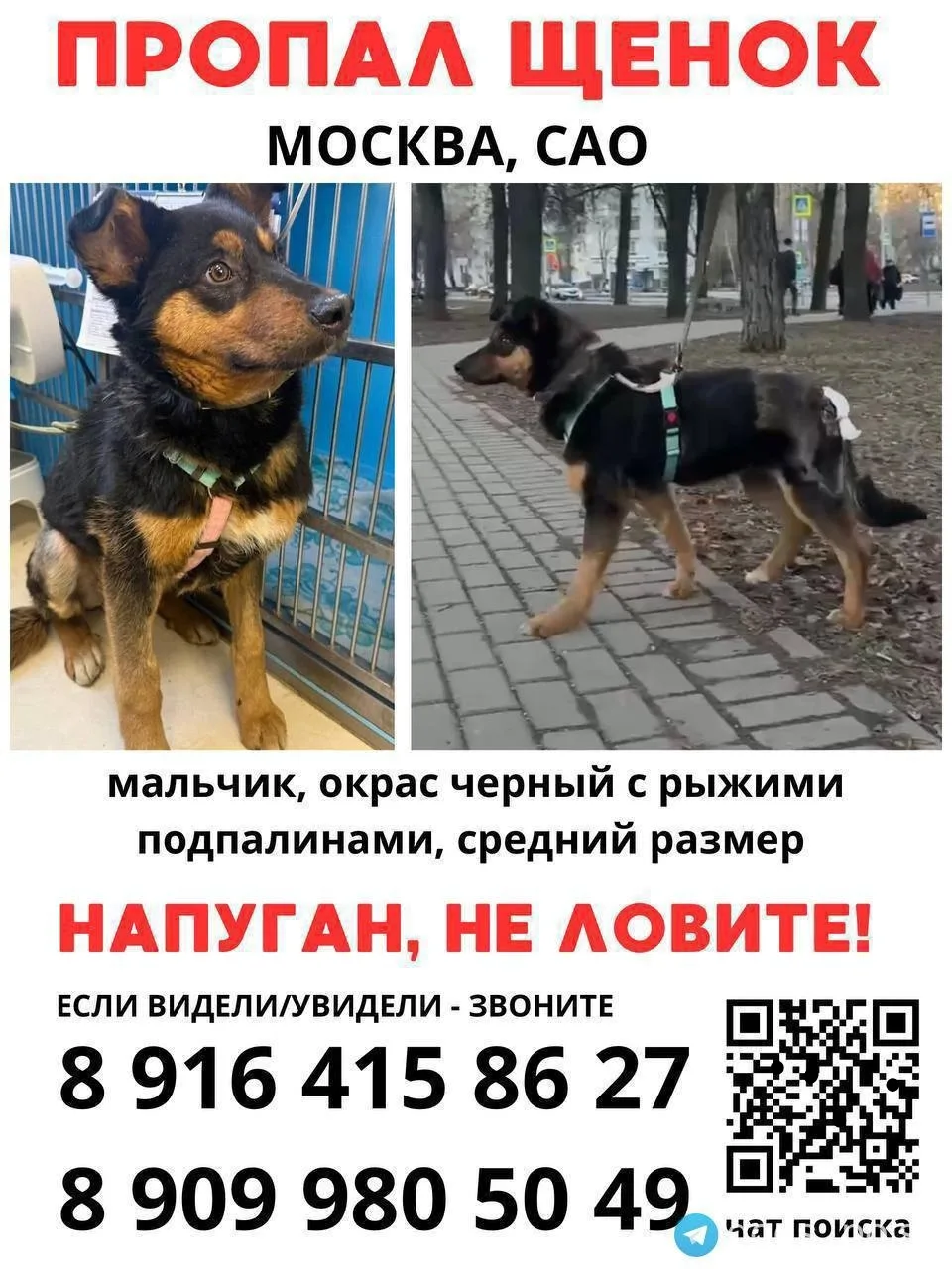 Пропал щенок 02.05.26 00:45