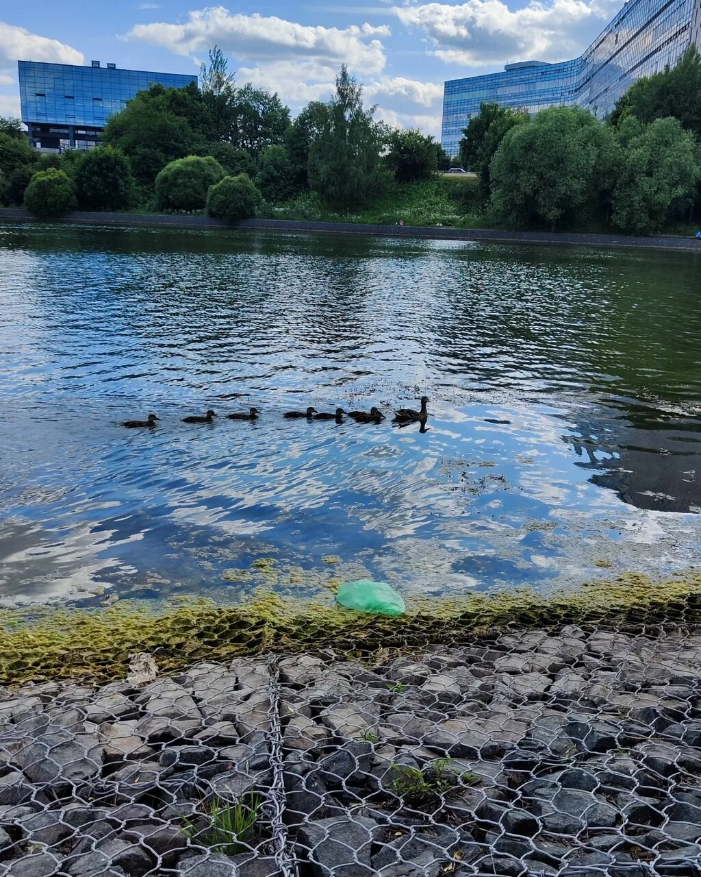 Вид на Большой городской пруд. Местные жители на выгуле 🥰 Следуют за мамой)