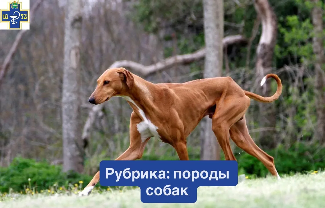 ☑️Азавак (туарегская борзая)