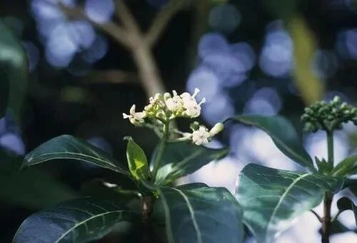 Следующая связка — мака + йохимбе. 🌿