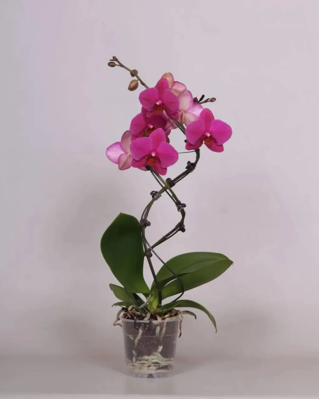 Перекись водорода — лучшее удобрение для орхидей 🌸