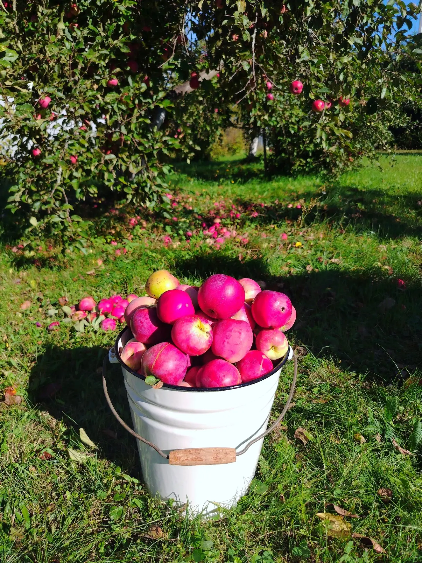 Наша звездочка. 🍎🍎🍎