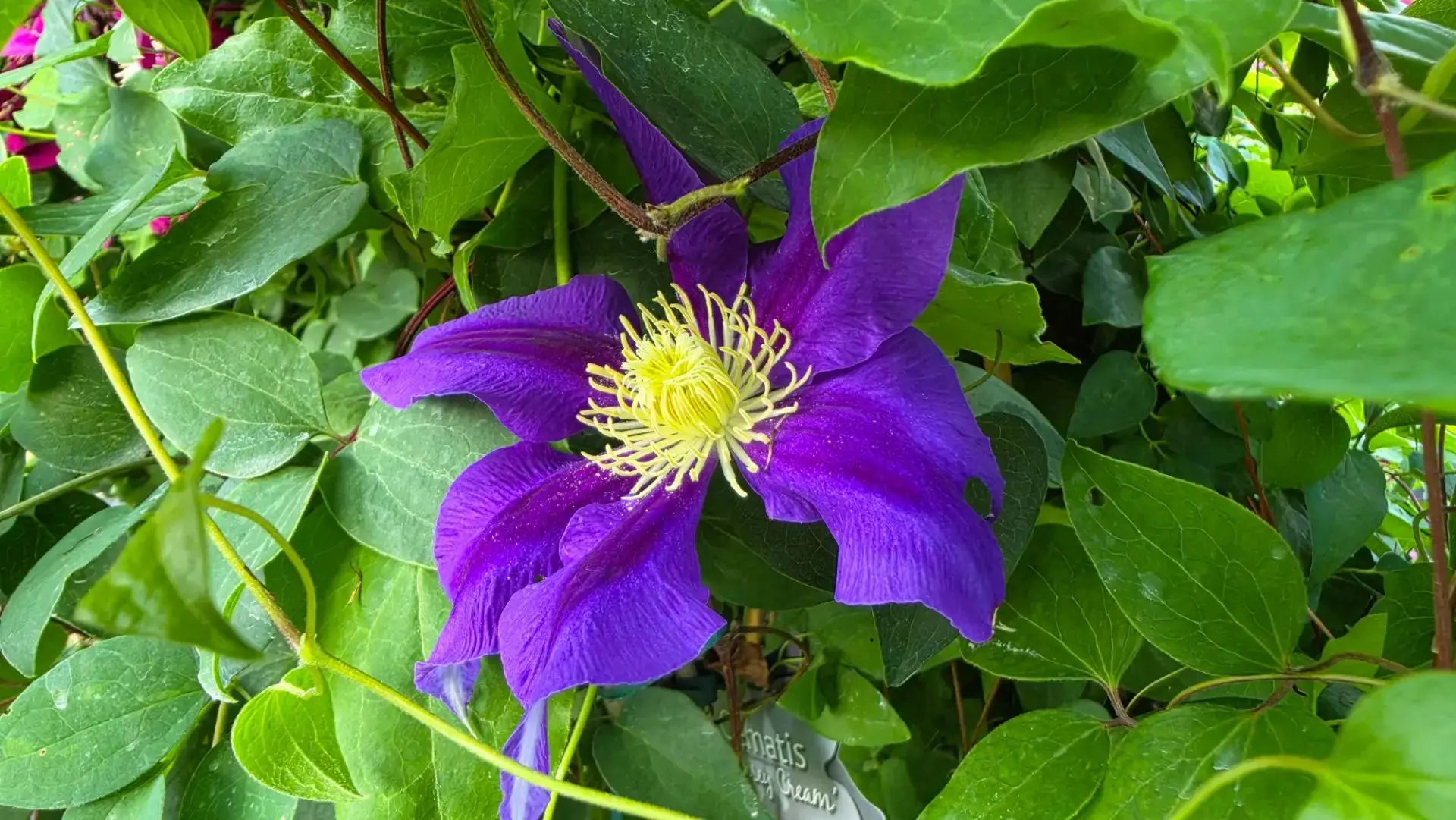 💜 Лавендер Бьюти — тёмный, крупный, завораживающий

Прямо сейчас это один из самых тёмных и крупноц