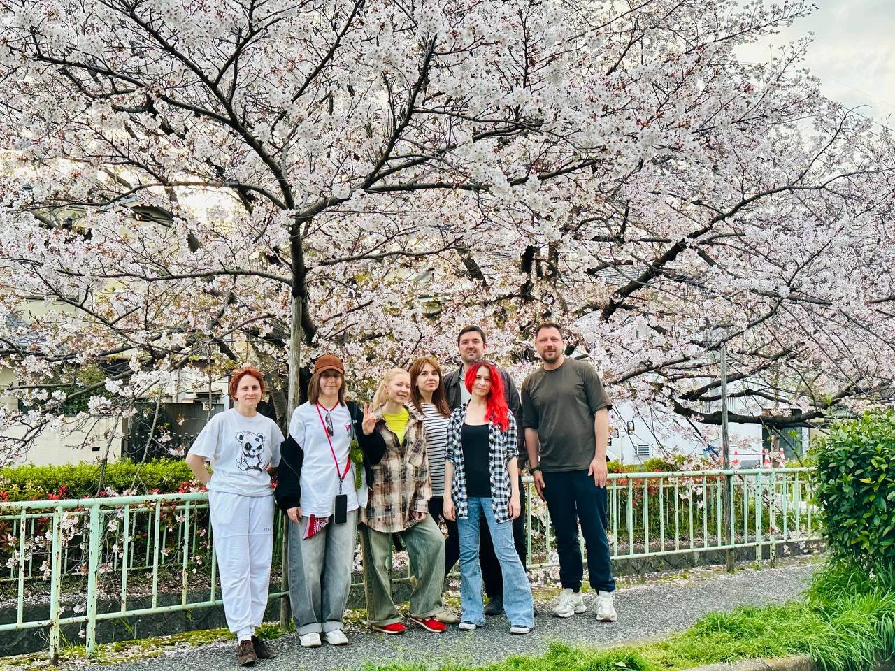 🌸 В Японии расцвела сакура. Проверено лично.