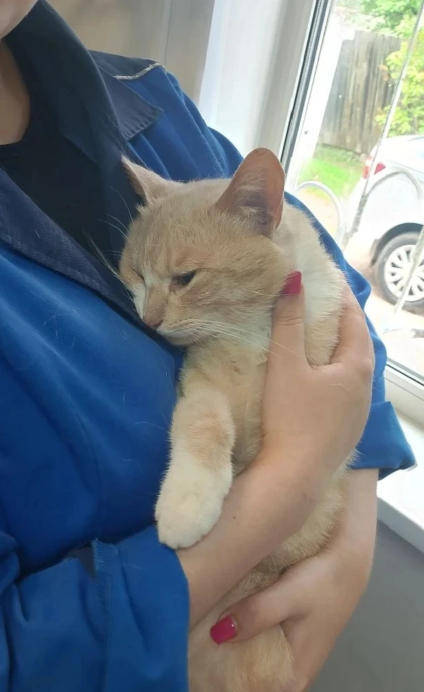 Наши пациенты: пришли на кастрацию два котика. 🐈🐈‍⬛
Один котик оказался кошкой😃 Операции прошли у