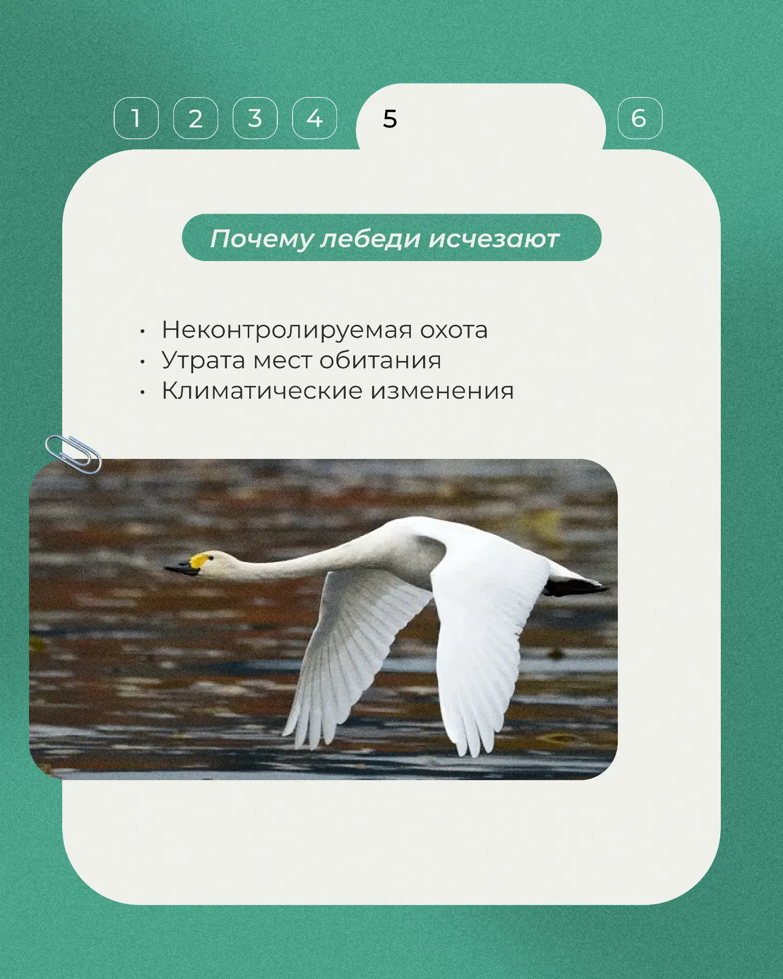 📕Продолжаем рубрику «Животные Красной книги».    Сегодня — несколько фактов о малом лебеде, изящной 