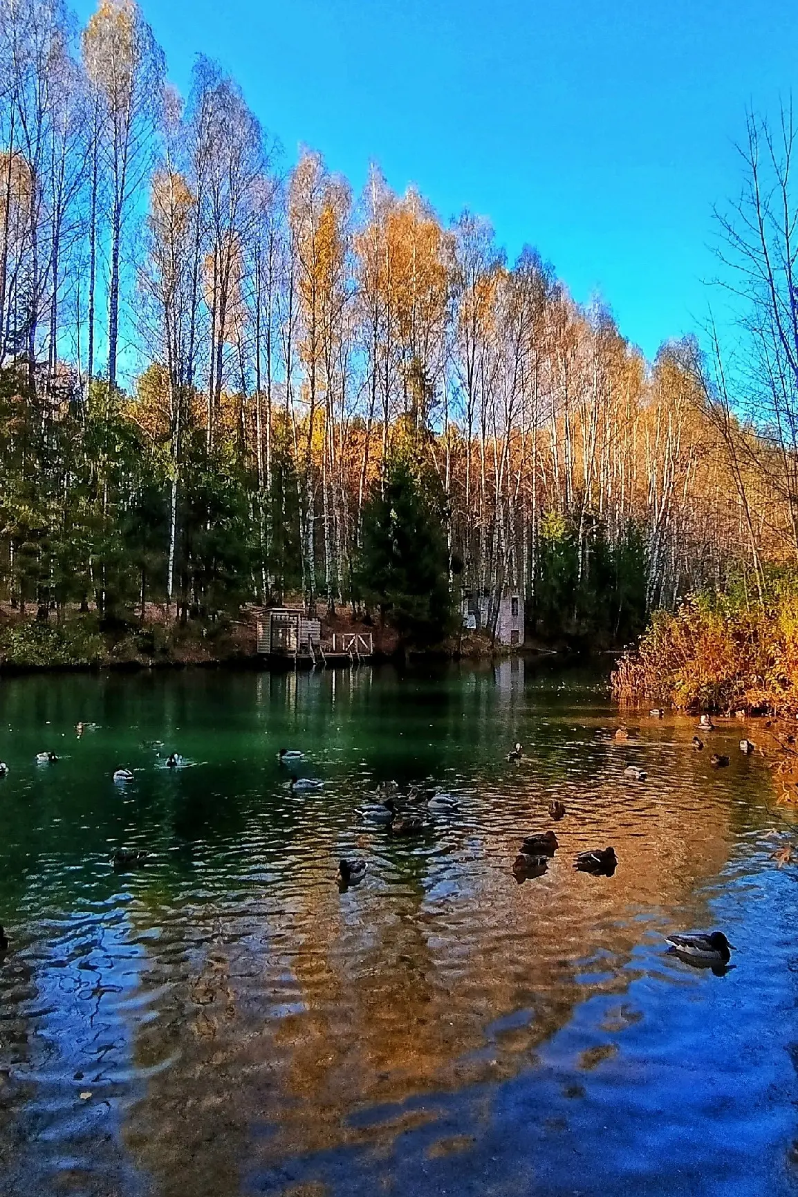 Дендропарк🍁