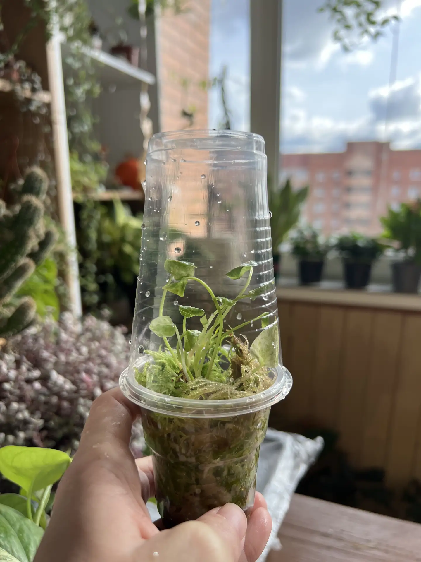 Пришли клоны!😍 к началу ноября адаптируются и будут готовы ехать по домам🌿 для брони ...