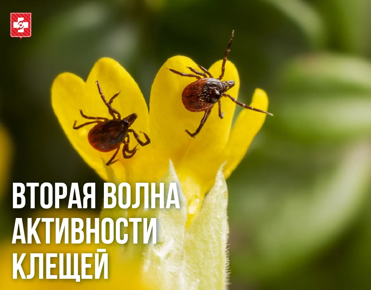 Вторая волна активности клещей: эпидемиологи напоминают о правилах безопасности

В разгар летнего се