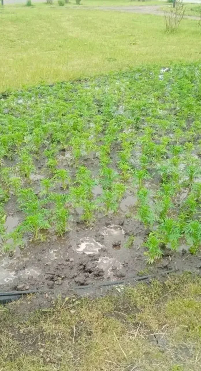 О важном🌱🌺

Сотрудники Управления зелёного строительства ежегодно работают над тем, чтобы сделать 