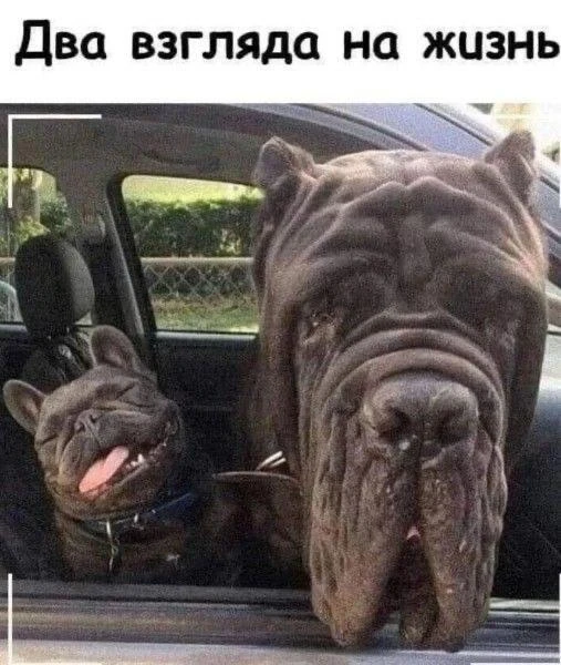 Жиза