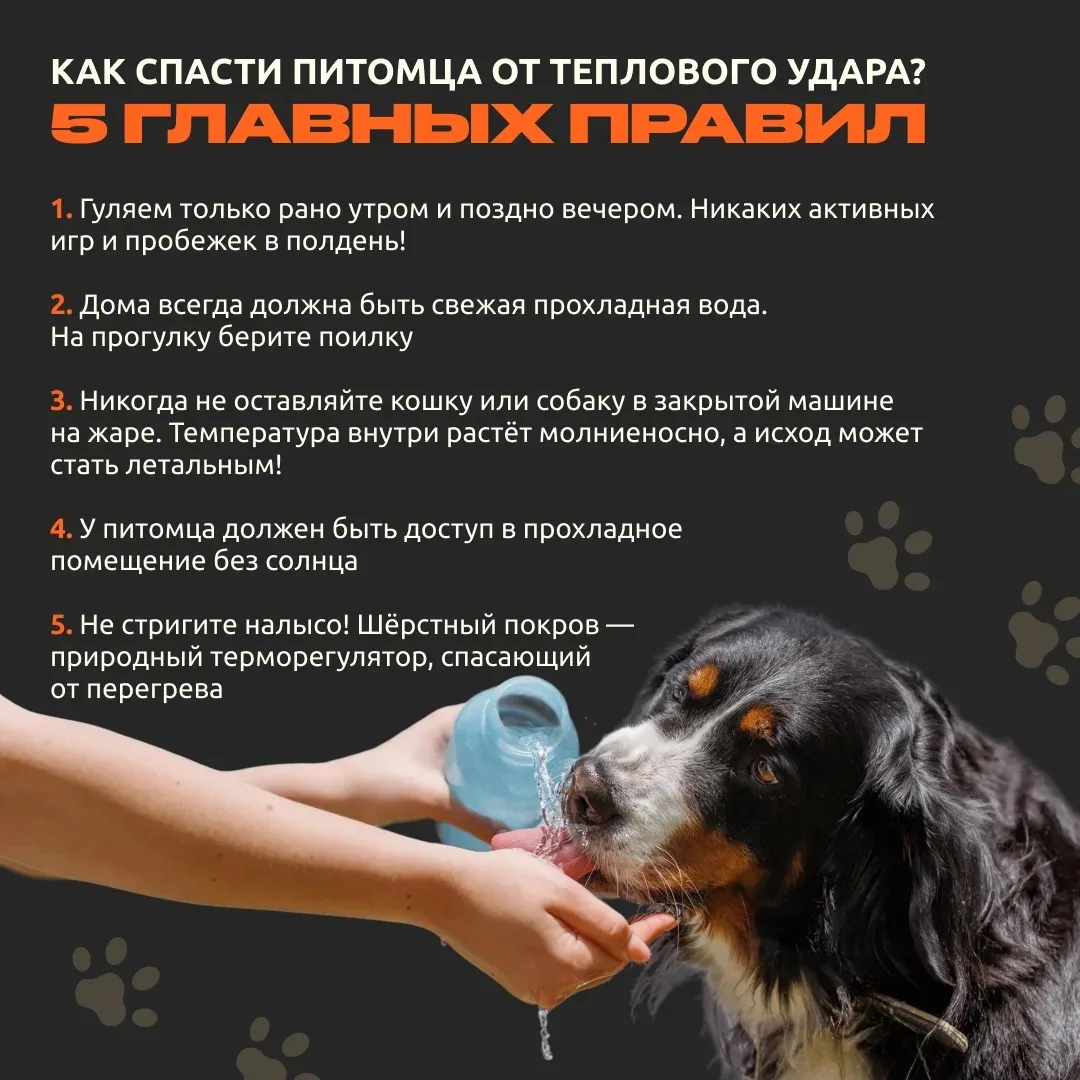 Как спасти питомца от теплового удара?

Столбик термометра растёт, и наши пушистые друзья находятся 