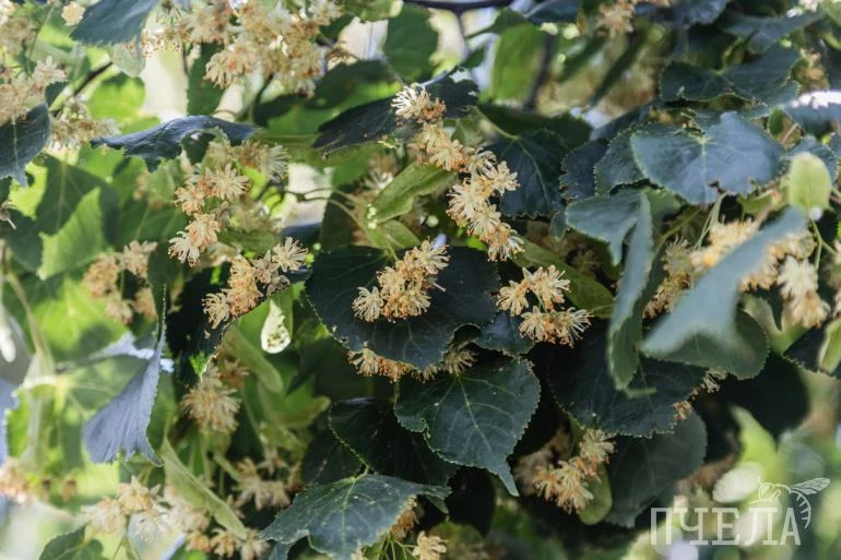 🌿В городах Челябинской области зацвели липы. Улицы, проспекты и дворы окутал густой медовый аромат.