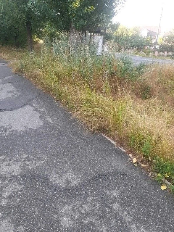Когда трава мешает проходу к остановке — проблему нужно решать 🌿