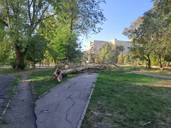 🚧 Третий месяц не могут убрать ствол дерева с дороги к детсаду в Ростове