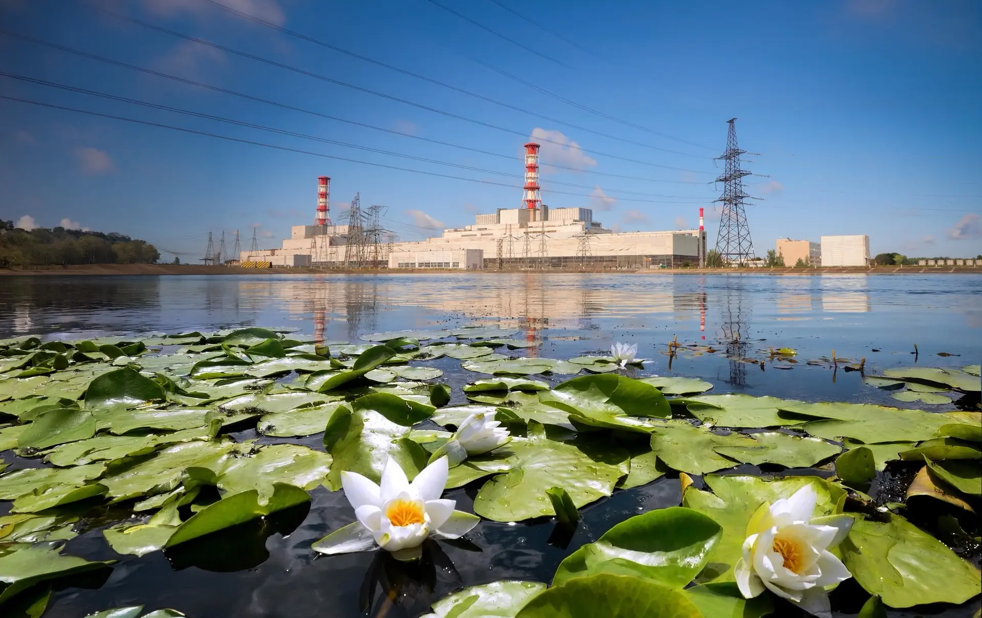 🪷На Десногорском водохранилище распустились кувшинки!

Эти нежные водные нимфы словно оживляют прив