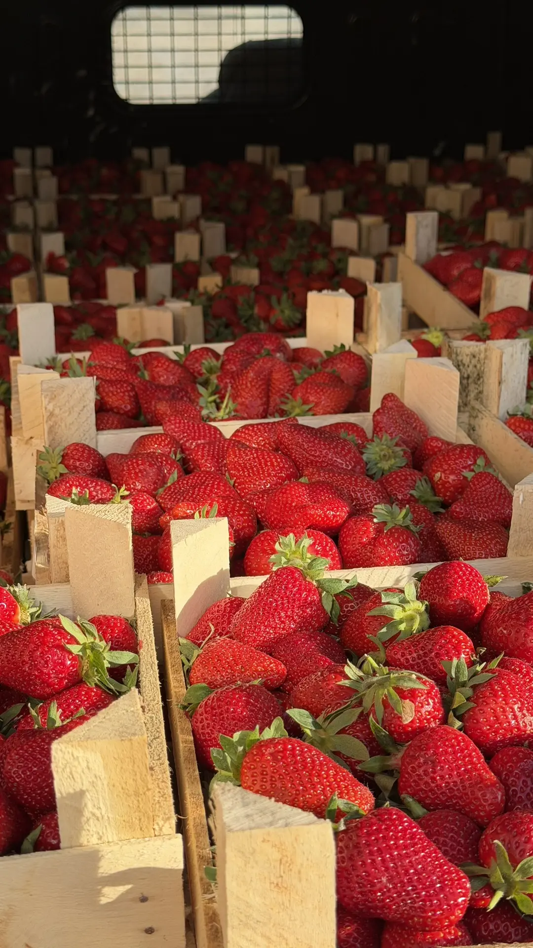 КЛУБНИКА В НАЛИЧИИ   🍓🍓🍓🍓🍓🍓🍓🍓🍓🍓🍓  •Калибр супер крупный •Качество высшее  •Запах невероятный  •Вкус 