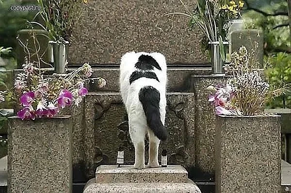 Талисман корабля