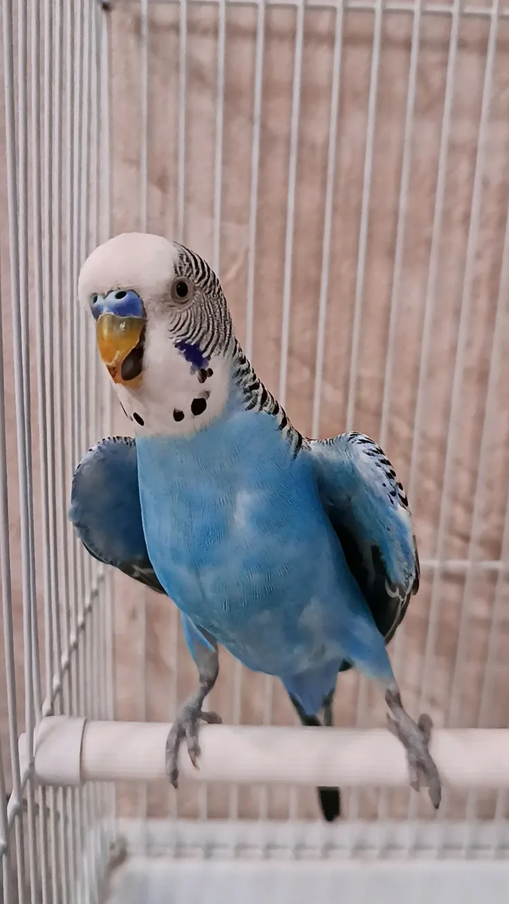 Пернатый друг в доме🦜💗🦜