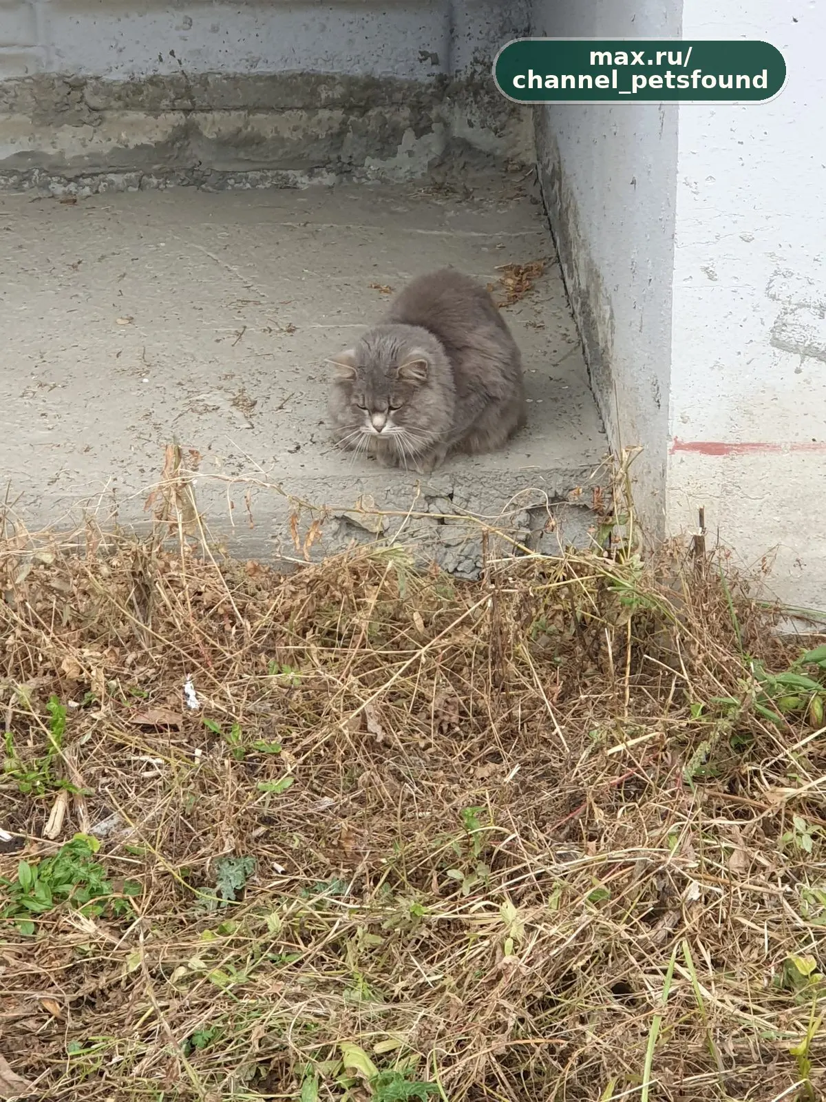 🐾 Найден питомец — Челябинск