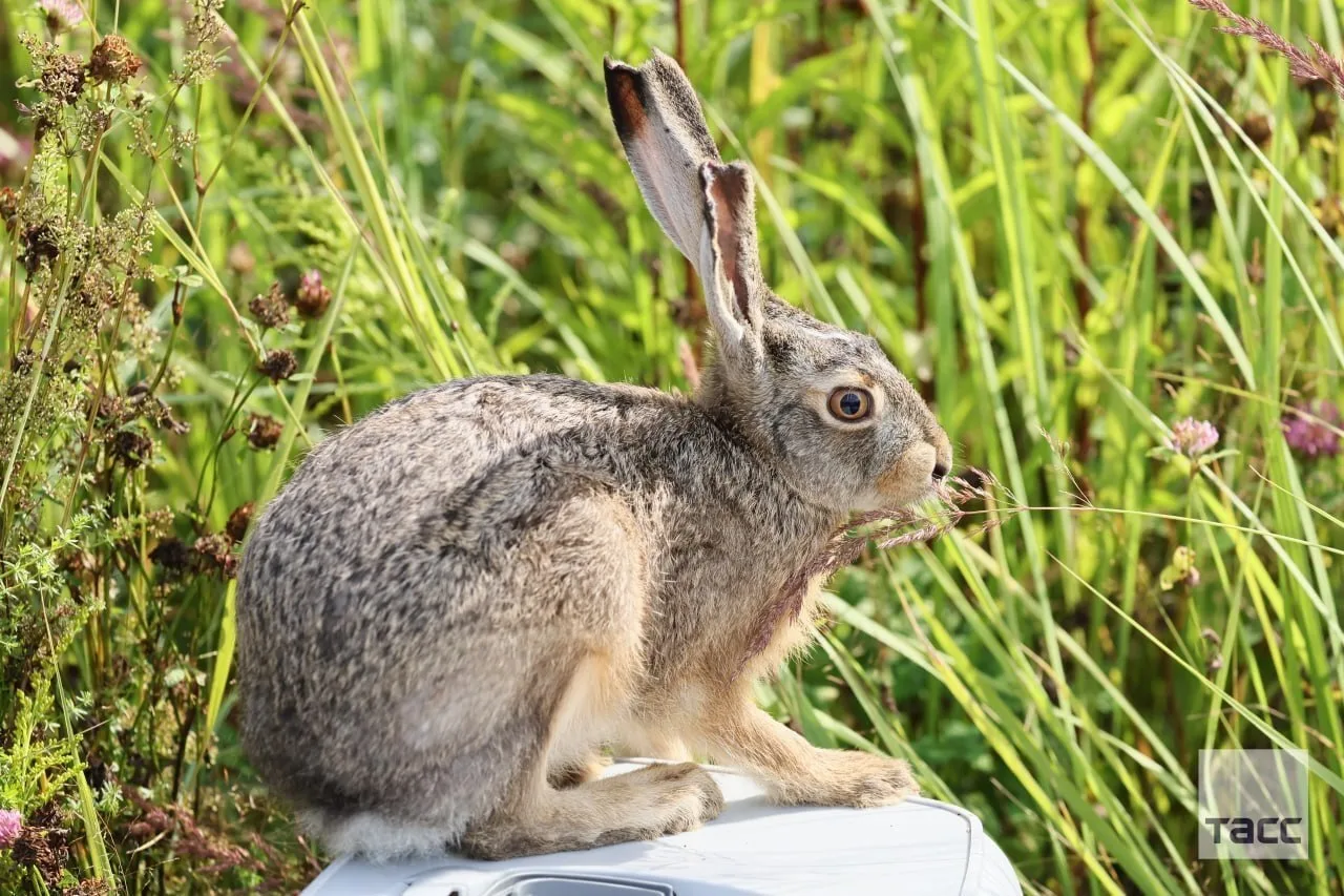 🐰 Несмотря на близость осени, некоторые виды животных в Подмосковье продолжают приноси...