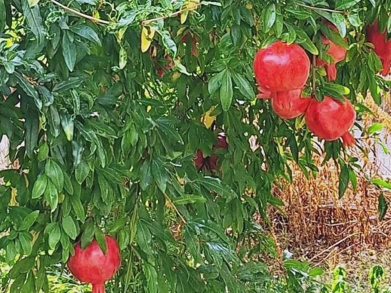 🌿 В Геленджике поспевают гранаты